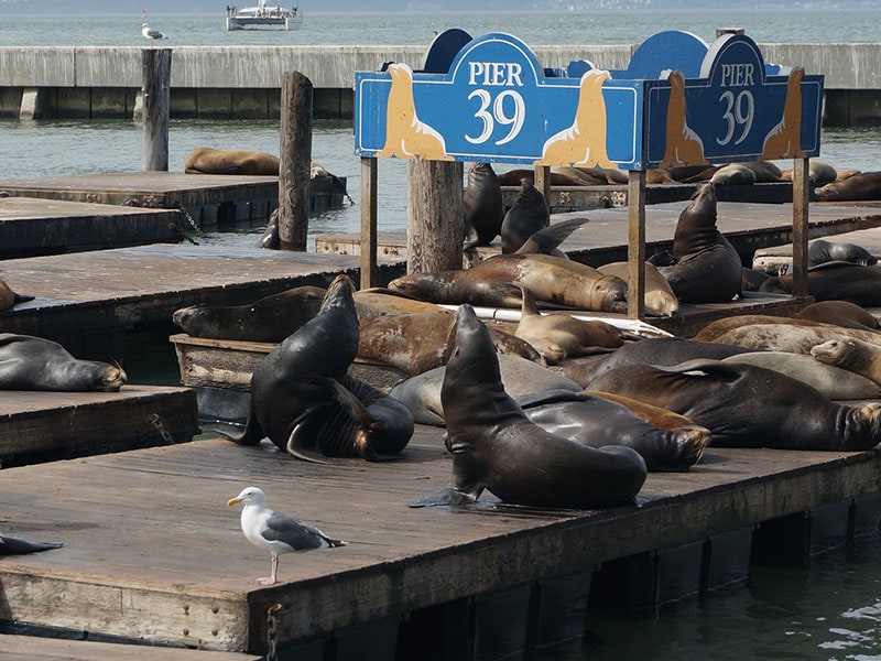 1 Day Itinerary San Francisco - The Wharf Pier 39