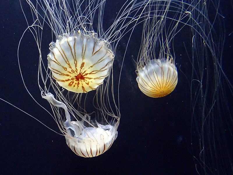 San Francisco 3 Day Itinerary - California Academy of Sciences