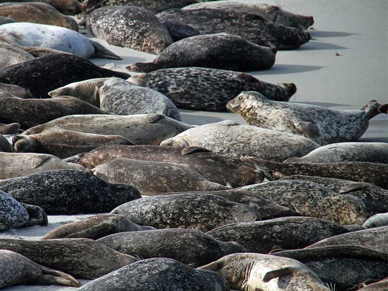 One Day San Diego Itinerary - La Jolla Cove