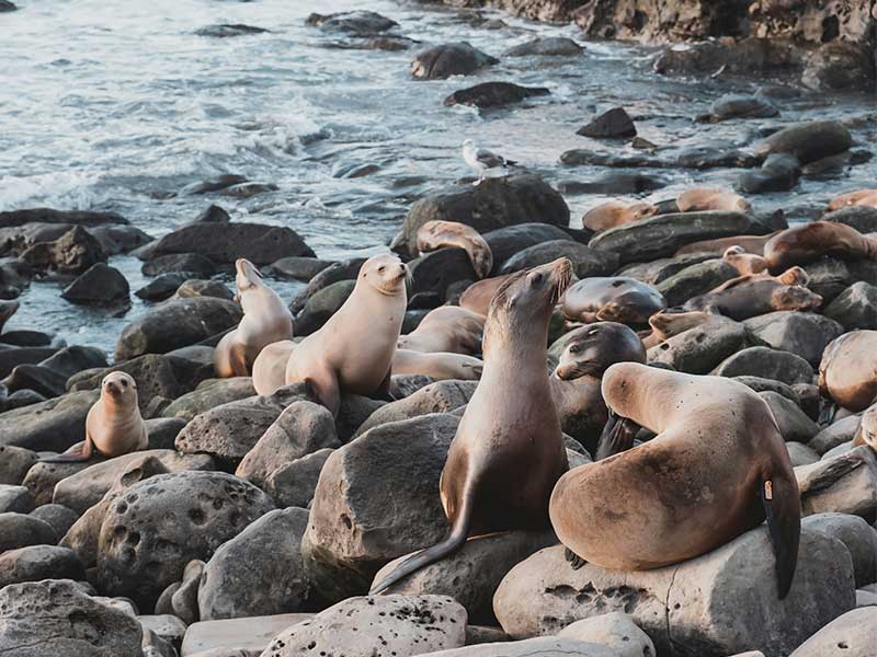 San Diego 2 Day Itinerary - La Jolla Cove