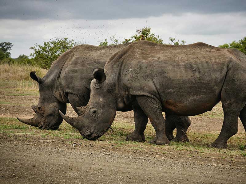 San Diego Itinerary 4 Days - Safari Park
