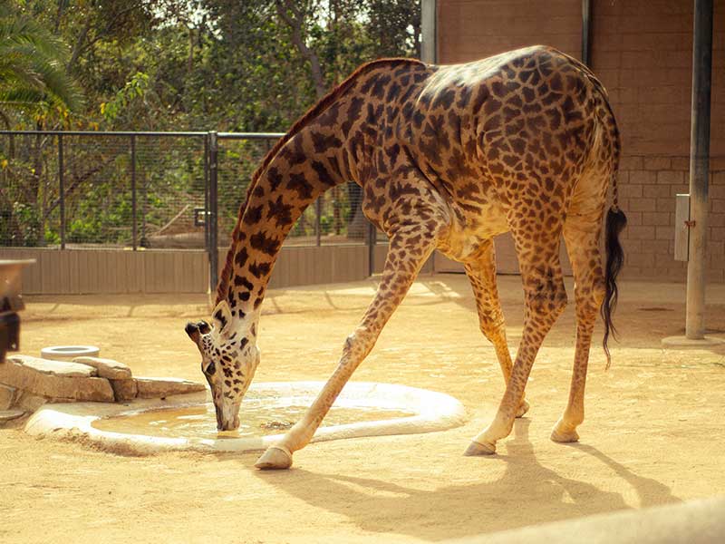 San Diego Itinerary 4 Days - San Diego Zoo
