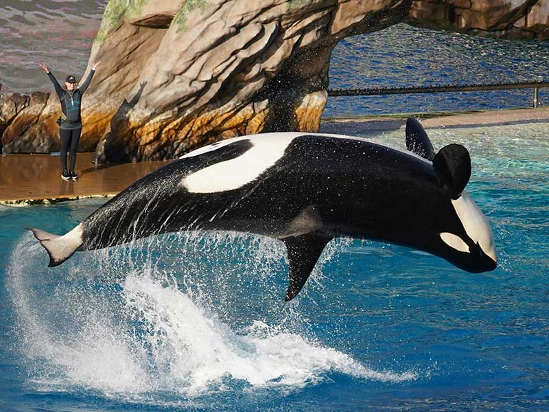 San Diego Itinerary 4 Days - SeaWorld
