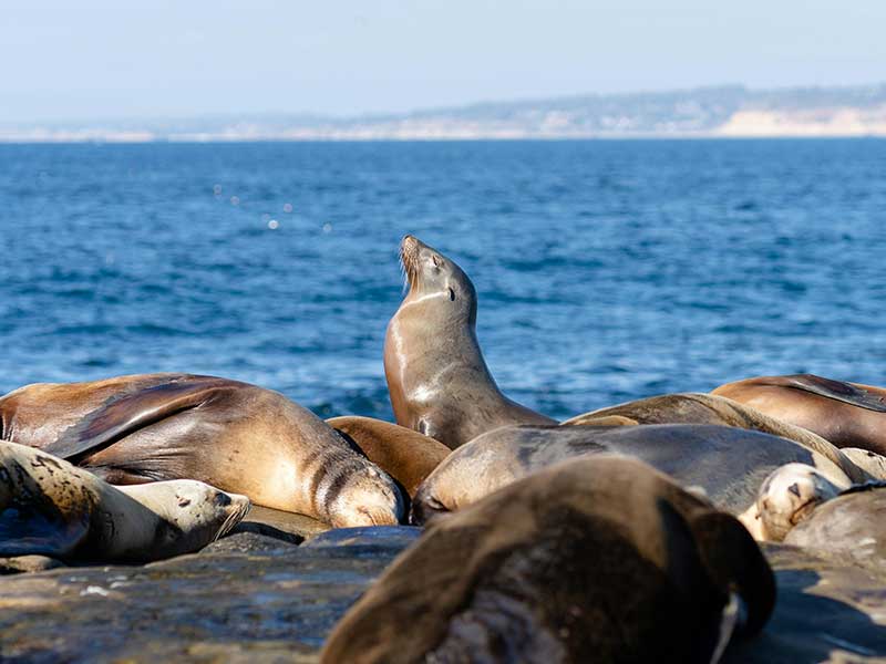 San Diego Itinerary 5 Days - La Jolla Cove