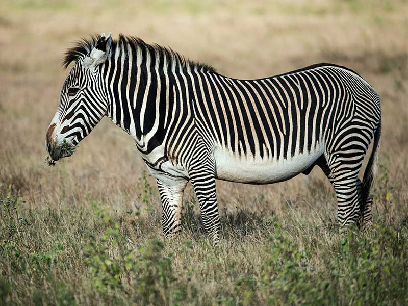 San Diego Itinerary 5 Days - San Diego Safari Park