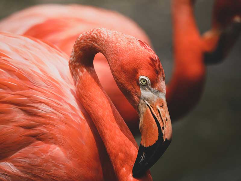 San Diego Itinerary 5 Days - San Diego Zoo