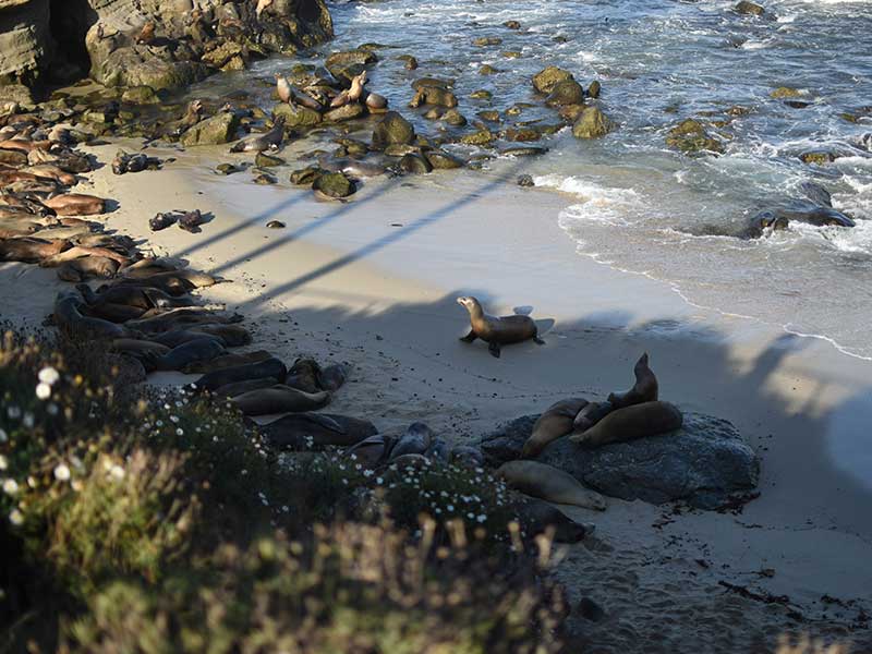 San Diego Itinerary 7 Days - La Jolla Cove