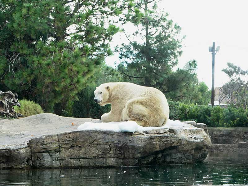 San Diego Itinerary 7 Days - San Diego Zoo