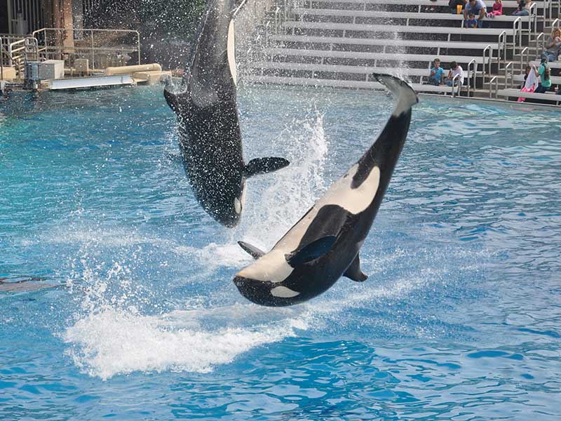 San Diego Itinerary 7 Days - SeaWorld