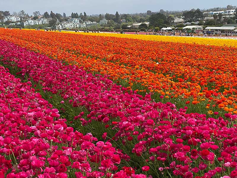 San Diego Itinerary 7 Days - The Flower Fields