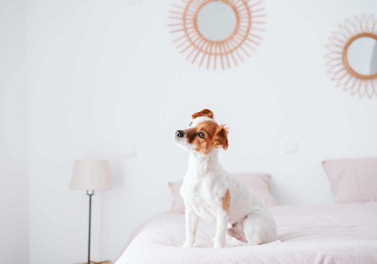 Solvang Hotels Pet-Friendly that Make Traveling with Pets Easy